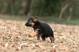 BERGER ALLEMAND 1027